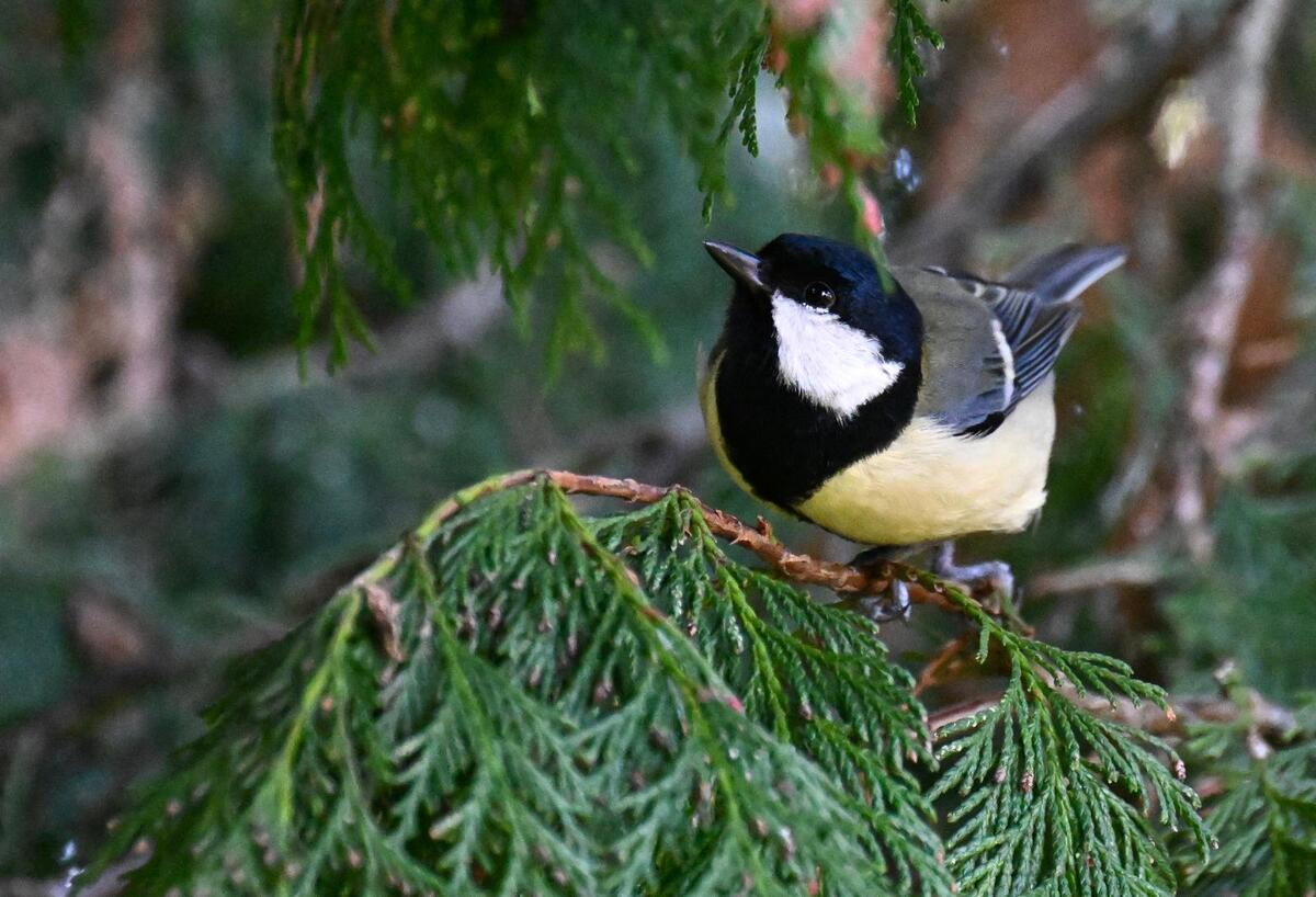 2026-03-17 7 Blue Tit